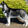 Siberian-husky.jpg